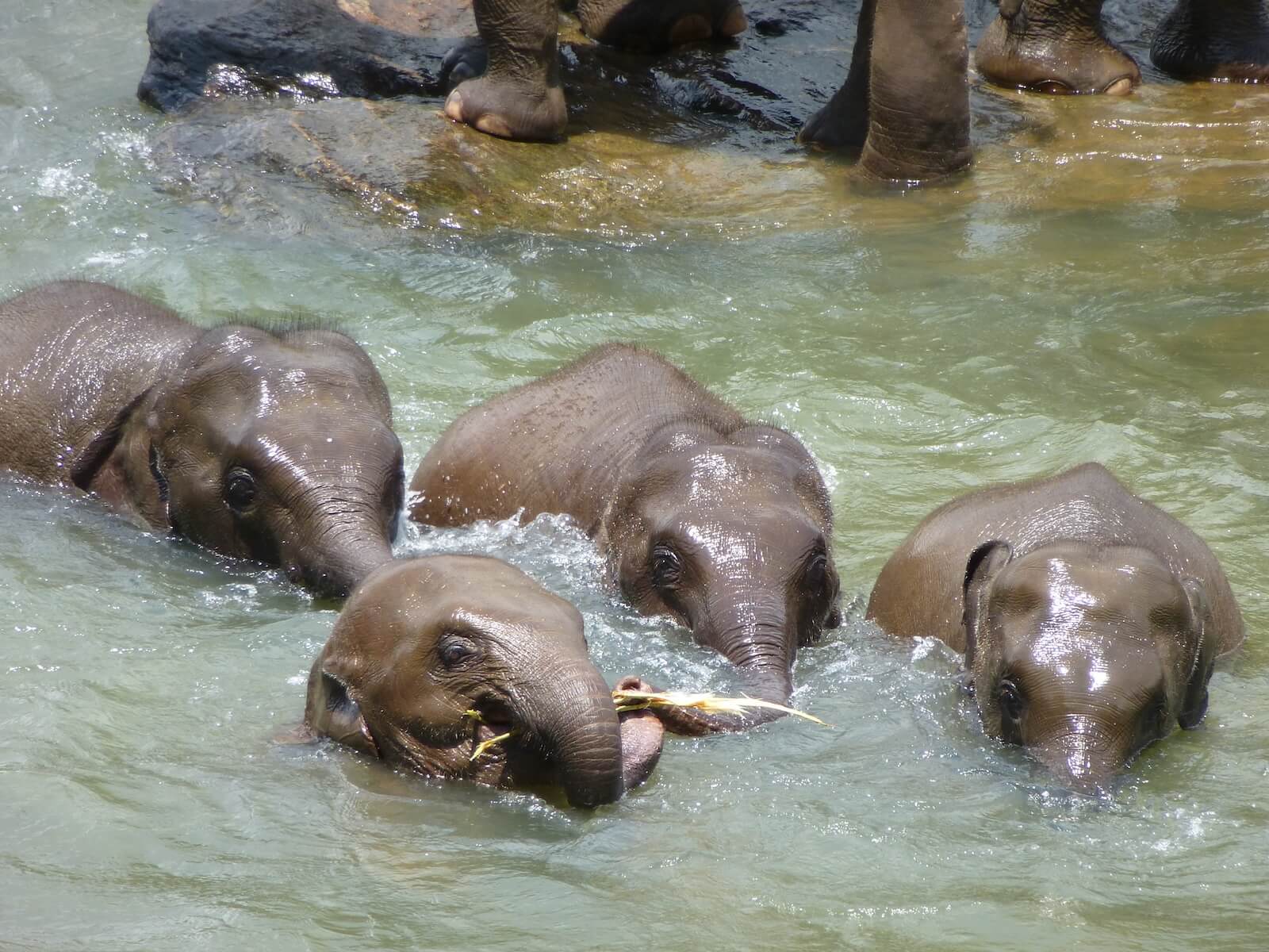 Elephants playing in water in Sri Lanka