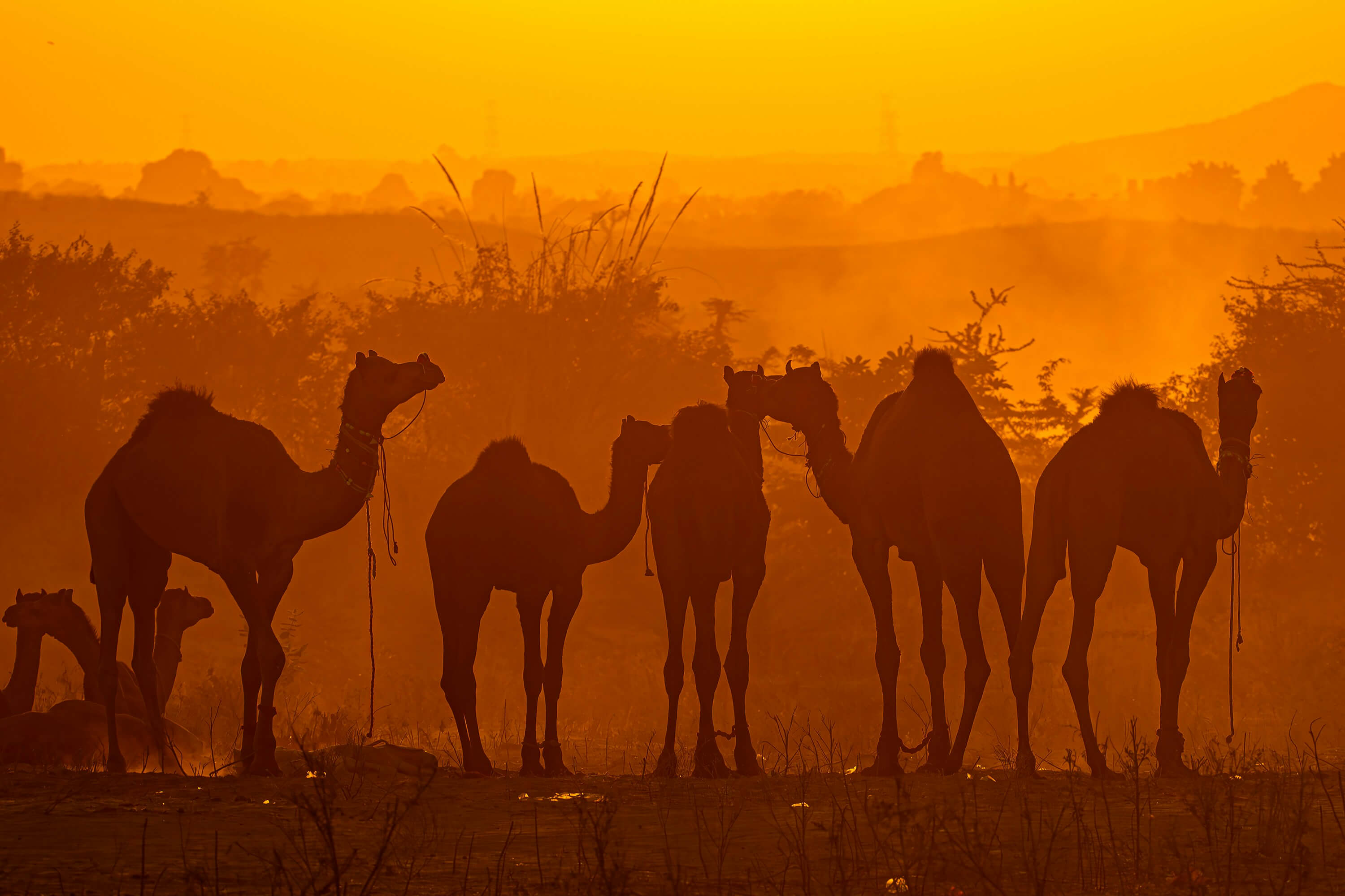 Pushkar Fair: Where Camels Swagger and Colours Take Flight